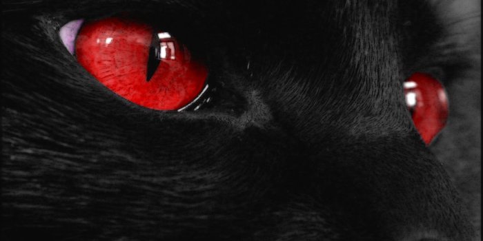 1600x1200 35+ Classic Cat Wallpapers - Download at WallpaperBro