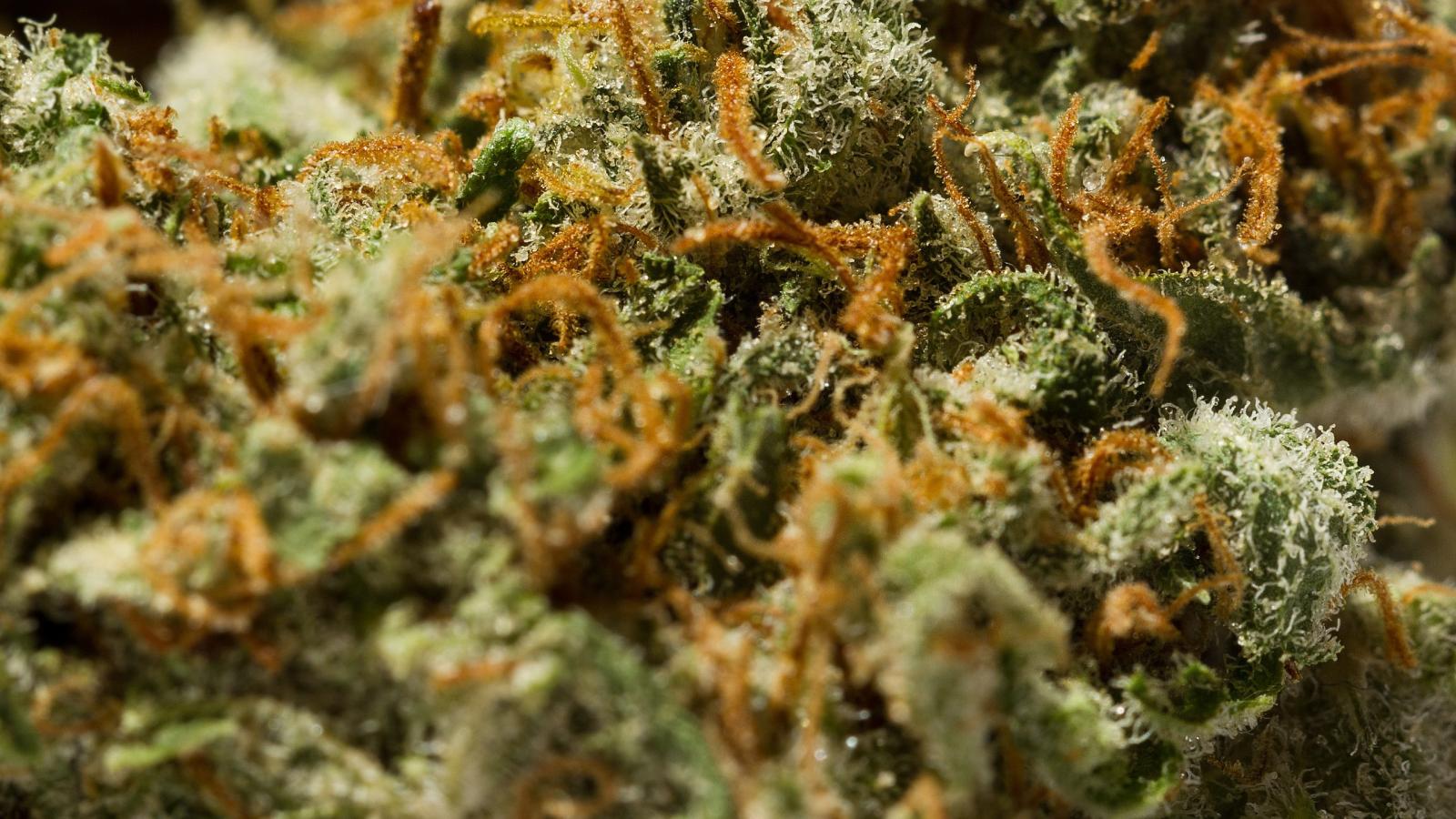 2560x1440 High-Res pictures of Weed [2560x1440] [OC] - Album on Imgur