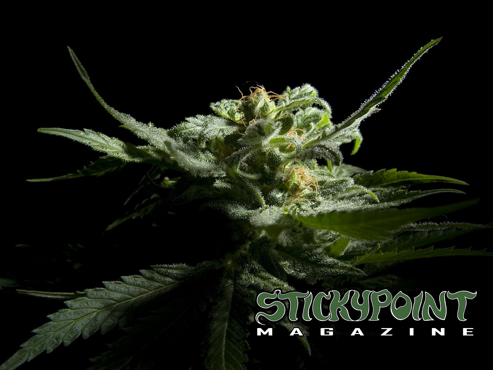 1600x1200 Best 56+ Medical Cannabis Wallpaper on HipWallpaper | Medical