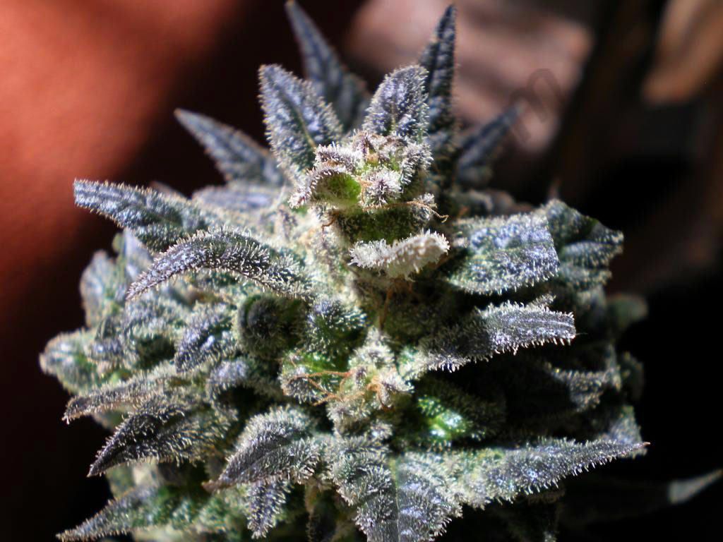 1024x768 Growing cannabis in harsh climate conditions - Alchimia blog