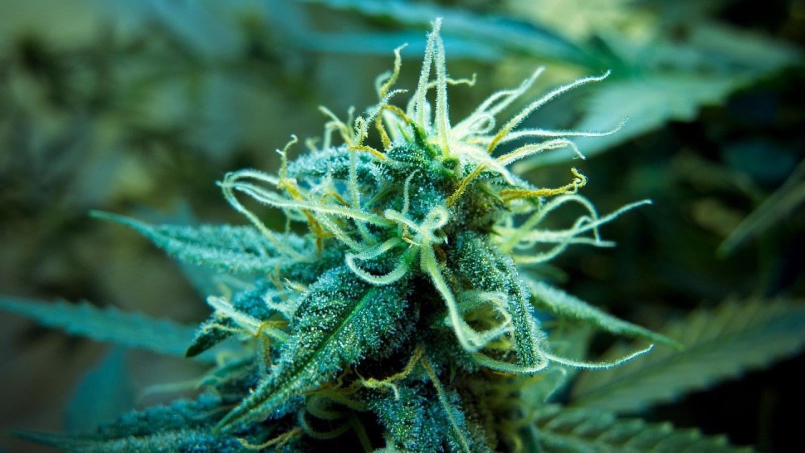 1920x1080 Marijuana weed 420 ganja r wallpaper | 1920x1080 | 171594 | WallpaperUP