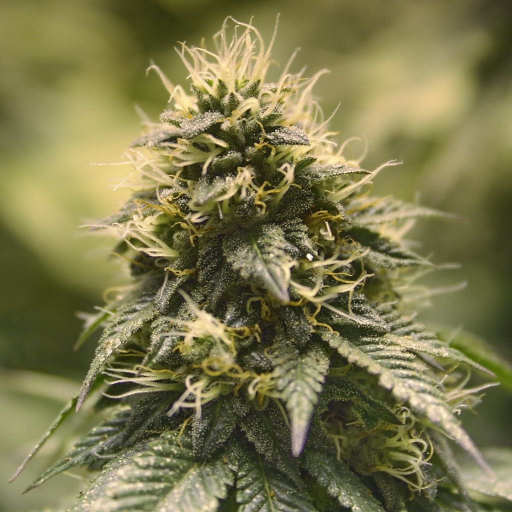 1024x1024 Weed Bud Wallpaper ✓ Fitrini's Wallpaper