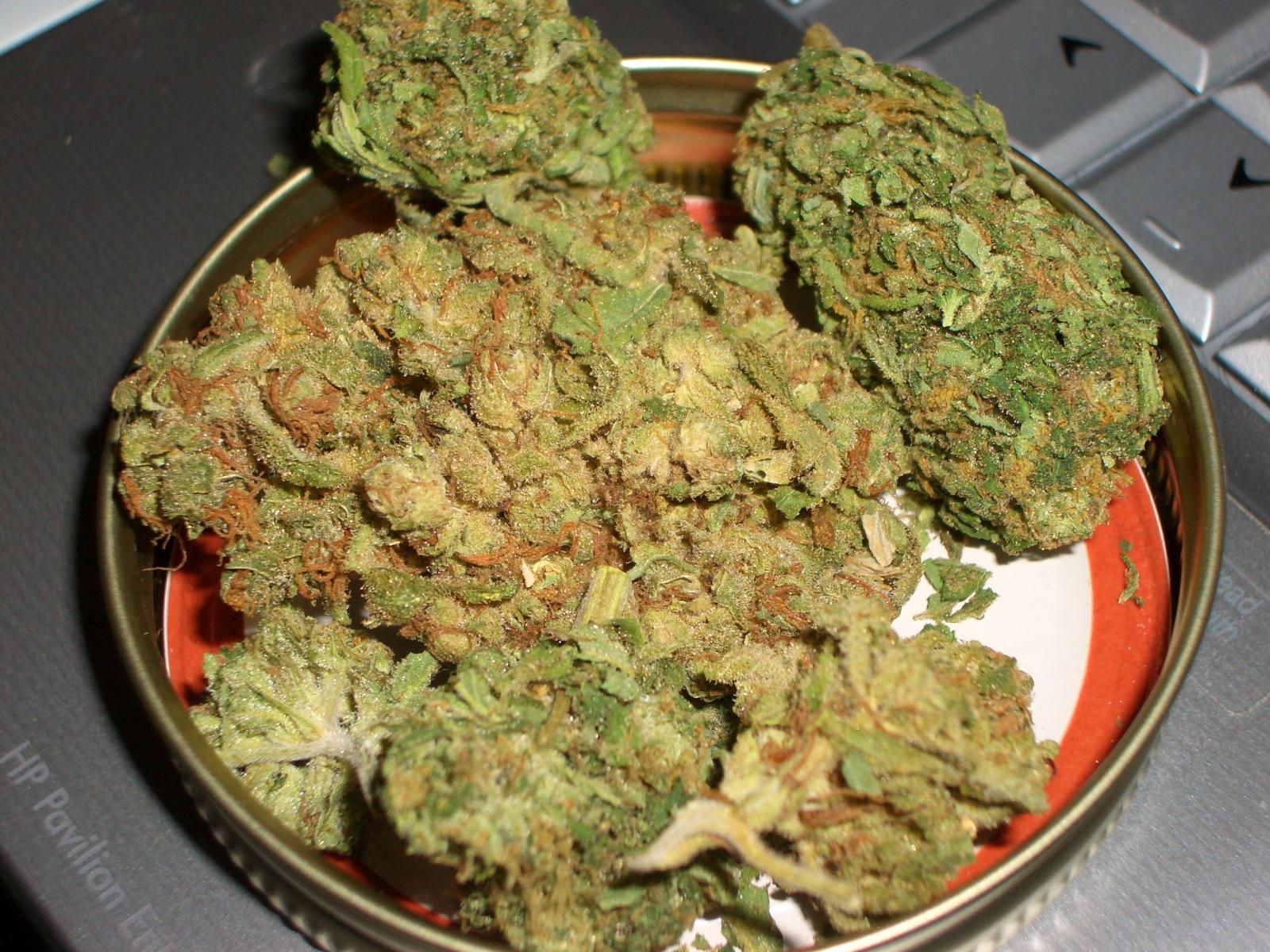 2560x1920 Misty Mothership Snowcap Buds - WeedPad Wallpapers