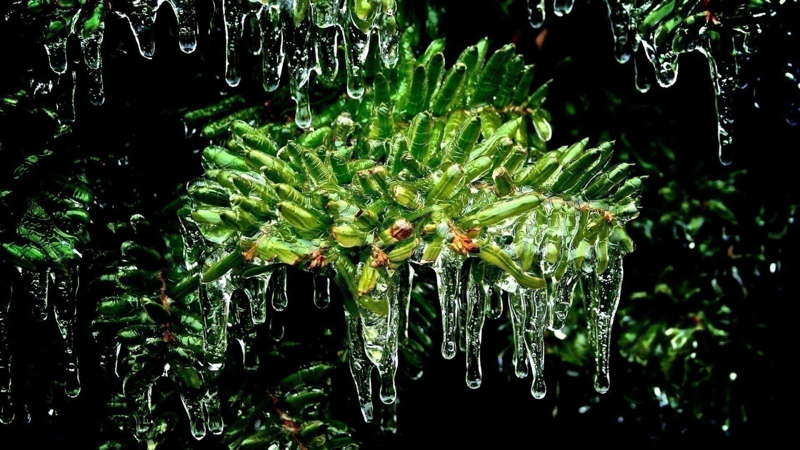 1920x1080 Weed Desktop HD Wallpapers - THIS Wallpaper