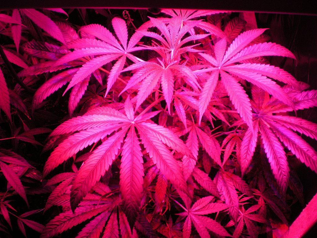 1024x768 Pink marijuana leaf – Images of Pink Marijuana Leaf Wallpaper - Pink