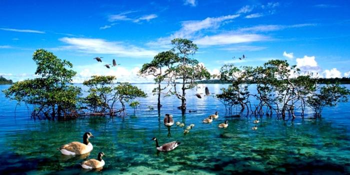 1203x873 National Geographic Photo Wallpaper | Densus Wallpapers