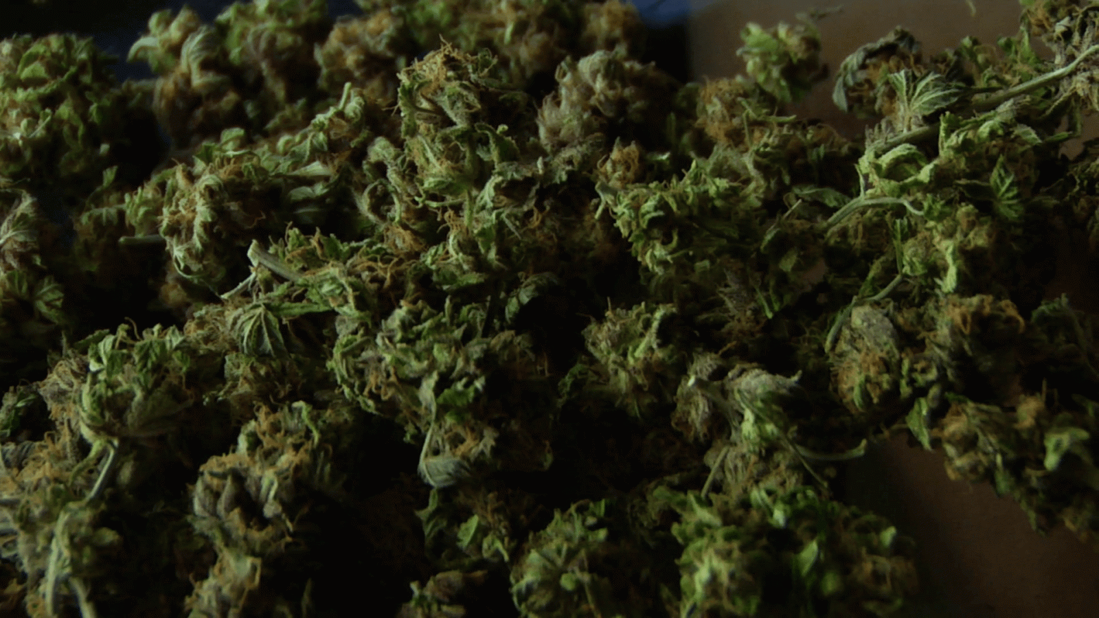 1920x1080 Marijuana buds Slow Pan ECU Stock Video Footage - Storyblocks Video