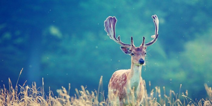 1920x1080 Nat Geo Wallpapers HD (23+ images)