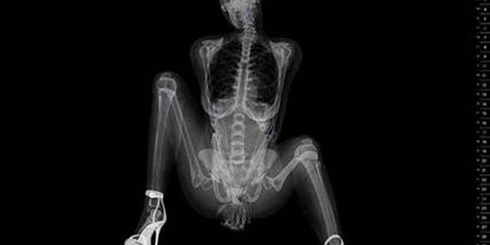 1280x899 coolest iphone wallpaper xray Free Wallpaper For Phone 1280x899