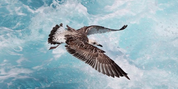 1024x768 Download Hundreds of Breathtaking National Geographic Wallpapers for