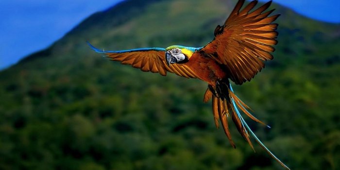 1142x700 Nature animal bird national geographic forest hd wallpapers