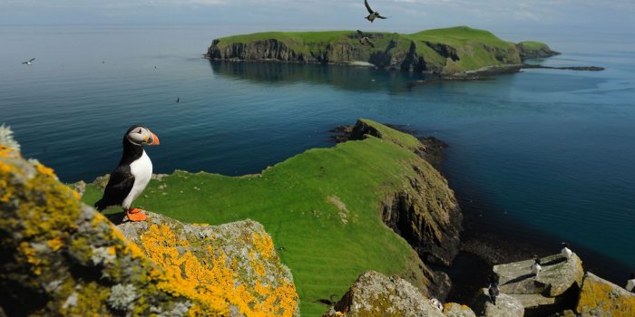 1600x1200 Puffin Photo - Hd Wallpapers - Best National Geographic Nature