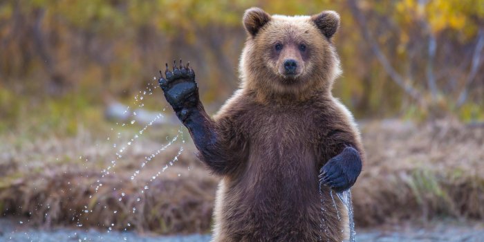 2560x1440 Wallpaper Bear, 4k, HD wallpaper, Hi, Water, National Geographic