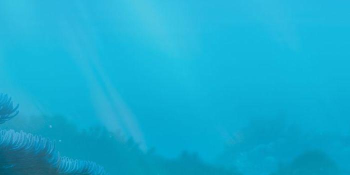 736x1069 Finding Dory Wallpaper for Android - APK Download