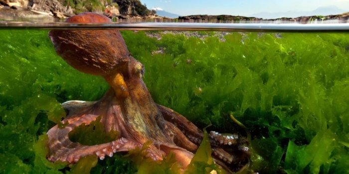 1024x768 Download Hundreds of Breathtaking National Geographic Wallpapers for