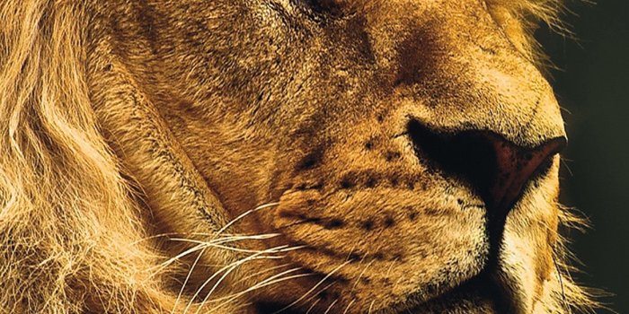 1242x2208 iPhone7papers.com | iPhone7 wallpaper | mu49-national-geographic