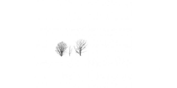 1256x721 White Trees Hd Wallpapers | Wallpapers Box