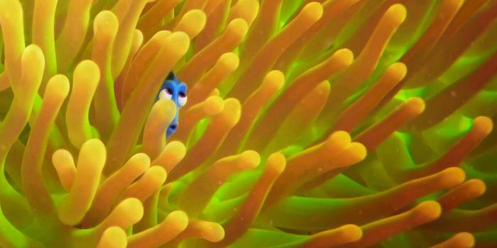 1920x1080 Free download Finding Dory Wallpapers Movie HD Wallpapers [1920x1080