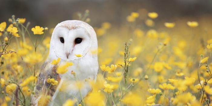 5760x3840 1106676 barn owl desktop nexus wallpaper | Animal | Tokkoro.com