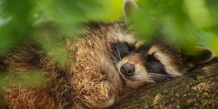 1366x768 Red Fox National Geographic Wallpaper Free » Earthly Wallpaper 1080p