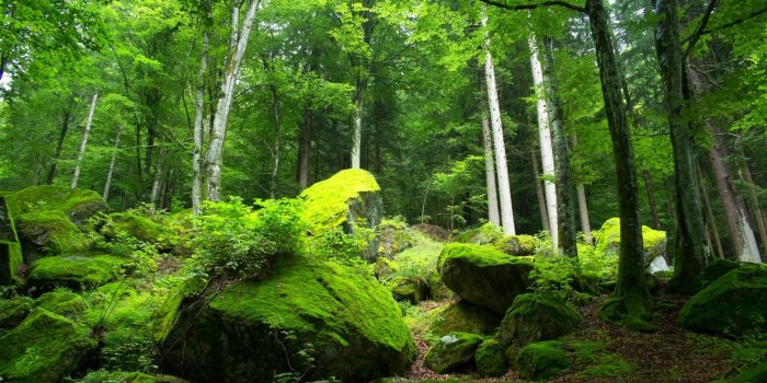 1920x1200 National geographic desktop wallpaper Gallery