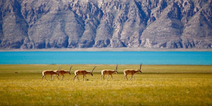 1920x1080 National Geographic wallpaper ·① Download free amazing HD