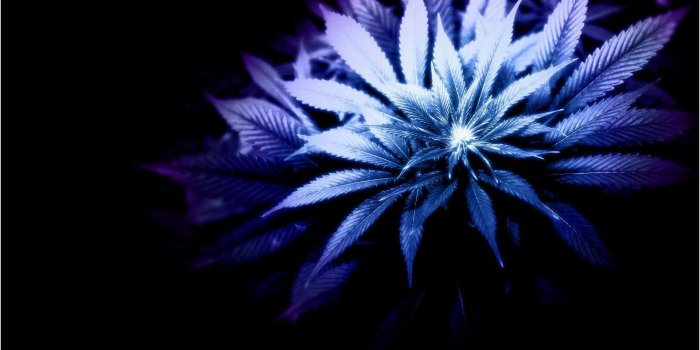 1920x1200 420 Friendly Cabins In Colorado Decorative Girl Smoking Weed