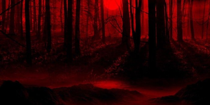 1280x958 The Forest Of Evil | Warriors Cats Clan Role Play Wiki | FANDOM