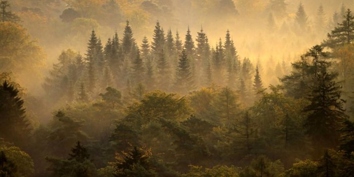 1920x1080 69+ Celtic Desktop Wallpapers on WallpaperPlay