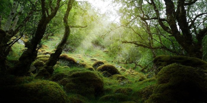 1259x634 sunlight onto moss covered trees and rocks (scottish primeval forest