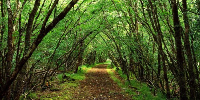 1600x1200 1600x1200 free desktop wallpaper downloads forest | Scenic