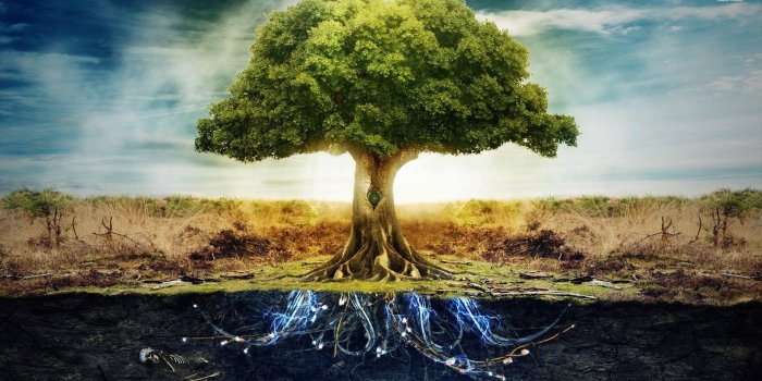 1920x1080 65+ Tree of Life Wallpapers - Download at WallpaperBro