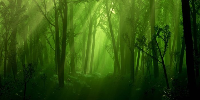 2560x1600 Magic Forest Wallpapers (68+)