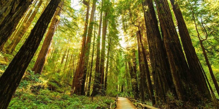 1680x1050 Redwood Desktop Wallpapers - Top Free Redwood Desktop Backgrounds