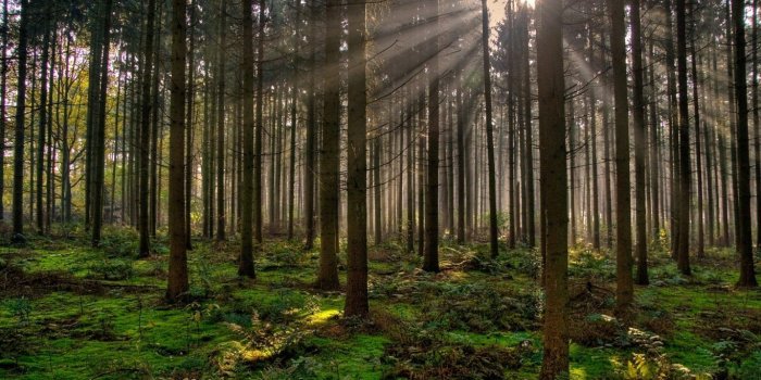 1366x768 Forests: Celts Pagan Druid Midgard Paganism Asgard Forest Celtic