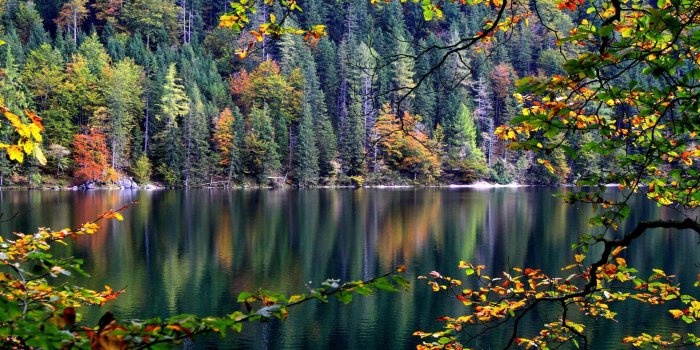 1920x1200 Wallpaper Forest, trees, river, autumn, leaves 1920x1200 HD Picture