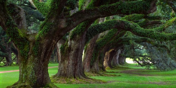 1600x1200 Forest Wallpaper | 1600x1200 | ID:4607