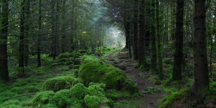 1024x768 Celtic Garden Wallpaper – HD Wallpapers