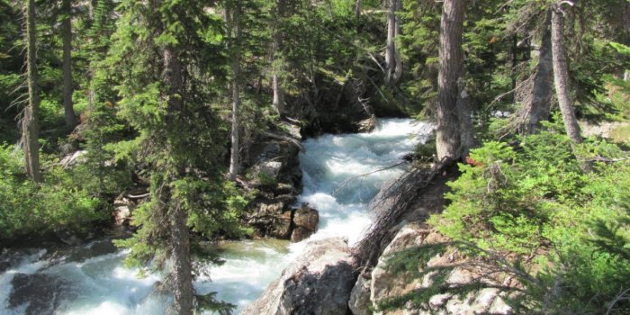 1366x768 Forests: Two Splendor Beautiful Rivers Planet Forest Meet River