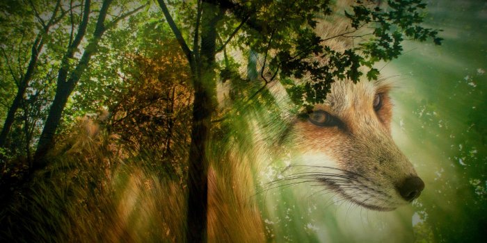 3614x2031 Composing, Deciduous Tree, Fairytale, Fantasy, Forest, - Celtic