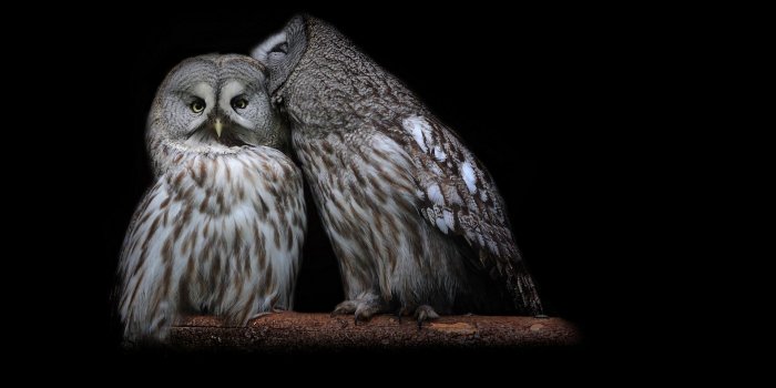 1920x1200 1200 X 900 Colorful Owl Wallpapers - Top Free 1200 X 900 Colorful