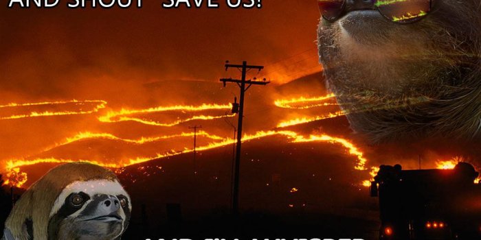 1024x768 50+ 4K Sloth Wallpapers HD For Desktop (2019) | TopxBestList