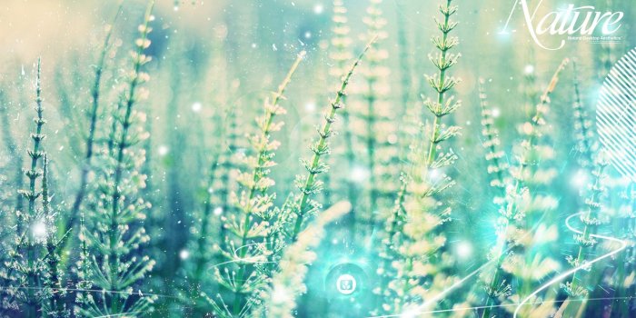 1920x1200 User blog:Shippingcart/Sussy Format | Animal Jam Clans Wiki | FANDOM