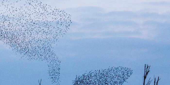 1125x1500 Periphery No. 1 by Periphery Journal - CSWR at Harvard University