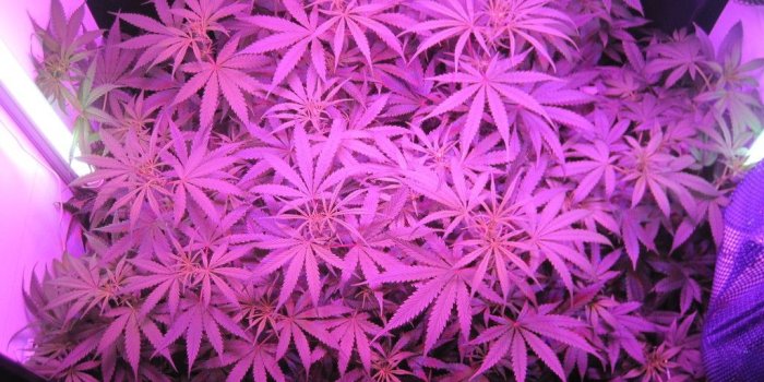 1024x768 Girly Weed Backgrounds