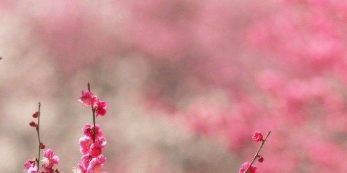 1080x1920 Girly Wallpaper Marijuana Hd