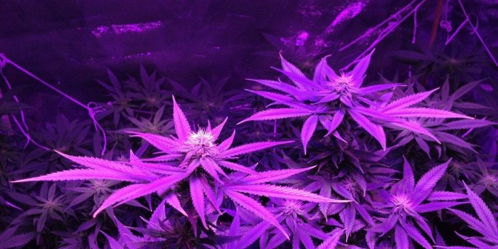 1024x768 Marijuana Animated Wallpaper Flying Cannabis Leaves On Black Stock