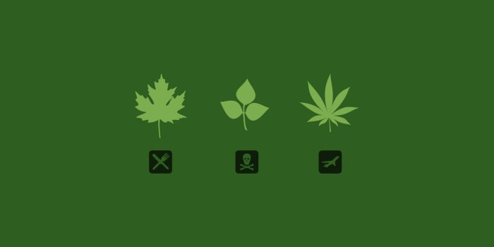 1680x1050 47+] Weed Leaf Wallpaper on WallpaperSafari