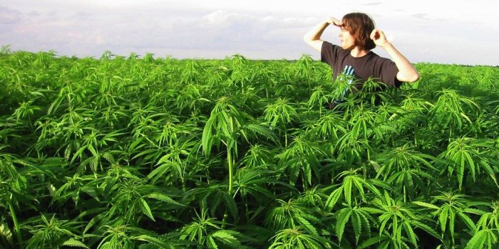 1024x768 marijuana wallpapers HD