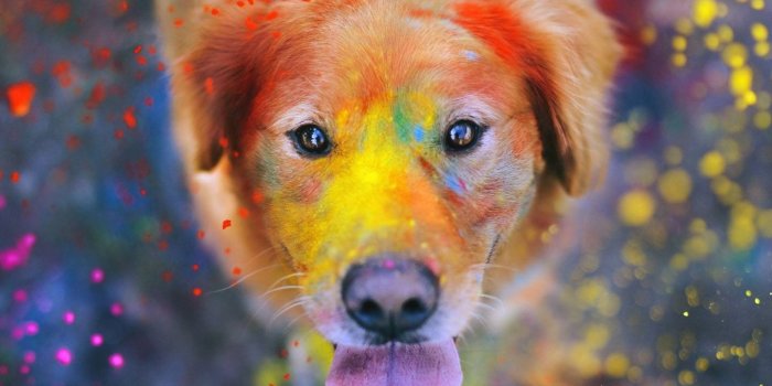 1440x1280 colorful dog Wallpaper by CoffeeRush - 10 - Free on ZEDGE™
